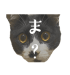 猫の あずき と きなこ（個別スタンプ：8）