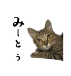 猫の あずき と きなこ（個別スタンプ：10）
