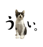 猫の あずき と きなこ（個別スタンプ：12）
