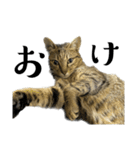 猫の あずき と きなこ（個別スタンプ：13）