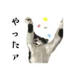 猫の あずき と きなこ（個別スタンプ：16）