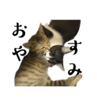 猫の あずき と きなこ（個別スタンプ：17）