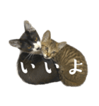 猫の あずき と きなこ（個別スタンプ：18）