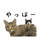 猫の あずき と きなこ（個別スタンプ：19）