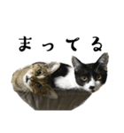 猫の あずき と きなこ（個別スタンプ：22）