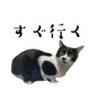 猫の あずき と きなこ（個別スタンプ：23）