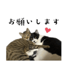 猫の あずき と きなこ（個別スタンプ：24）