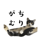 猫の あずき と きなこ（個別スタンプ：25）