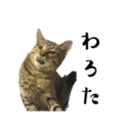 猫の あずき と きなこ（個別スタンプ：26）