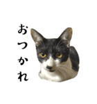 猫の あずき と きなこ（個別スタンプ：28）