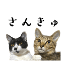 猫の あずき と きなこ（個別スタンプ：29）