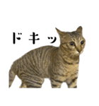 猫の あずき と きなこ（個別スタンプ：31）