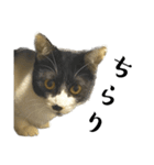 猫の あずき と きなこ（個別スタンプ：32）