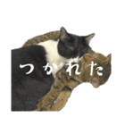猫の あずき と きなこ（個別スタンプ：33）
