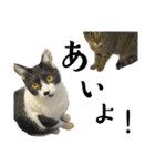 猫の あずき と きなこ（個別スタンプ：34）