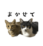 猫の あずき と きなこ（個別スタンプ：35）