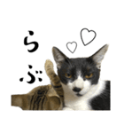猫の あずき と きなこ（個別スタンプ：36）