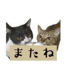 猫の あずき と きなこ（個別スタンプ：37）