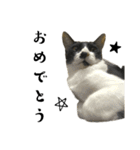 猫の あずき と きなこ（個別スタンプ：40）
