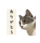 トム と ジェリー と おれんじ（個別スタンプ：7）