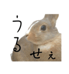 トム と ジェリー と おれんじ（個別スタンプ：38）