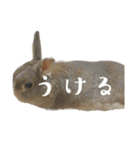 トム と ジェリー と おれんじ（個別スタンプ：39）