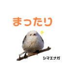 北海道野鳥小動物スタンプbyMYPHOTO2（個別スタンプ：20）