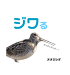 北海道野鳥小動物スタンプbyMYPHOTO2（個別スタンプ：23）