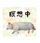 抑揚のない犬 1(修正版)（個別スタンプ：10）