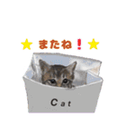 可愛い猫達のイラストスタンプ（個別スタンプ：13）