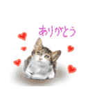 可愛い猫達のイラストスタンプ（個別スタンプ：19）