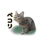 可愛い猫達のイラストスタンプ（個別スタンプ：22）