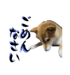 柴犬から一言お返事 shibainu（個別スタンプ：8）