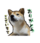 柴犬から一言お返事 shibainu（個別スタンプ：9）