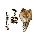 柴犬から一言お返事 shibainu（個別スタンプ：12）