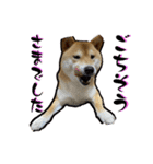 柴犬から一言お返事 shibainu（個別スタンプ：14）