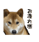 柴犬から一言お返事 shibainu（個別スタンプ：15）