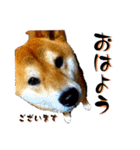 柴犬から一言お返事 shibainu（個別スタンプ：19）