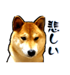 柴犬から一言お返事 shibainu（個別スタンプ：21）