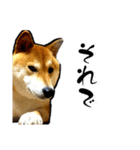 柴犬から一言お返事 shibainu（個別スタンプ：22）