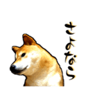 柴犬から一言お返事 shibainu（個別スタンプ：24）