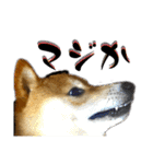 柴犬から一言お返事 shibainu（個別スタンプ：25）