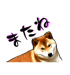 柴犬から一言お返事 shibainu（個別スタンプ：26）