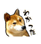 柴犬から一言お返事 shibainu（個別スタンプ：27）