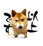 柴犬から一言お返事 shibainu（個別スタンプ：28）