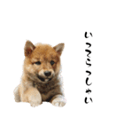 柴わんこ 小豆の日記（個別スタンプ：7）
