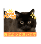 黒猫 ルナ院長89にゃんめ（個別スタンプ：3）