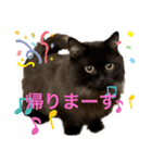 黒猫 ルナ院長89にゃんめ（個別スタンプ：5）