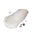 白ポメの写真スタンプ②（個別スタンプ：5）