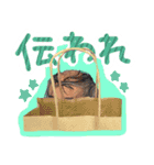 クマのお得パック（個別スタンプ：10）